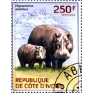 Hippopotamus (Hippopotamus amphibius) - West Africa / Ivory Coast 2014 - 250