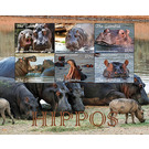 Hippopotamus - West Africa / Gambia 2021