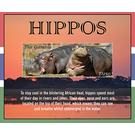 Hippopotamus - West Africa / Gambia 2021