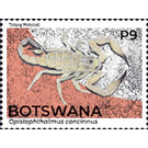 Hissing Scorpion (Opistophthalmus concinnus) - South Africa / Botswana 2021 - 9