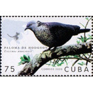 Hodgson's Pigeon - Caribbean / Cuba 2020