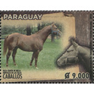 Horse Breeds of Paraguay (Equus ferus caballos) - South America / Paraguay 2019