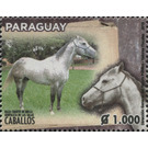 Horse Breeds of Paraguay (Equus ferus caballos) - South America / Paraguay 2019