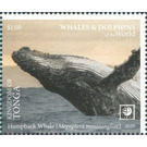 Humpback Whale (Megaptera novaeangliae) - Polynesia / Tonga 2020 - 1