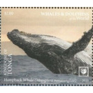 Humpback Whale (Megaptera novaeangliae) - Polynesia / Tonga 2020 - 1