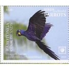 Hyacinth Macaw (Anodorhynchus hyacinthinus) - Cook Islands, Rarotonga 2020 - 4