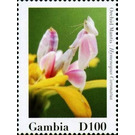 Hymenopus coronatus - West Africa / Gambia 2020