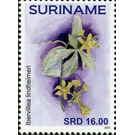 Ibervillea lindheimeri - South America / Suriname 2020 - 16