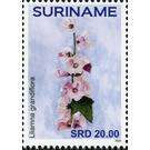 Iliamna grandiflora - South America / Suriname 2020 - 20
