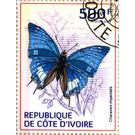 Imperial Blue Charaxes (Charaxes imperialis) - West Africa / Ivory Coast 2014 - 500