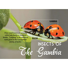 Insects of The Gambia - West Africa / Gambia 2021