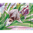 Iris acutiloba - Russia 2021 - 56