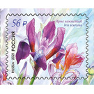 Iris scariosa - Russia 2021 - 56