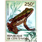 Ivory Coast Frog (Hylarana occidentalis) - West Africa / Ivory Coast 2014 - 250