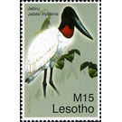 Jabiru (Jabiru mycteria) - South Africa / Lesotho 2007 - 15