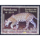 Jaguar (Panthera onca) - Central America / Honduras 2019 - 5