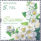 Jasmine - Moldova 2019 - 5.75