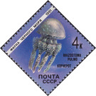 Jellyfish (Rhizostoma pulmo) - Russia / Soviet Union 1991 - 4