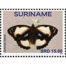 Junonia hierta - South America / Suriname 2020 - 15