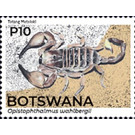 Kalahari Burrower Scorpion (Opistophthalmus wahlbergii) - South Africa / Botswana 2021 - 10