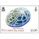 Keeled Heart Urchin (Brissus latecarinatus) - Polynesia / Pitcairn Islands 2019 - 1