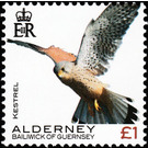 Kestrel - Alderney 2020 - 1