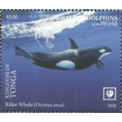 Killer Whale (Orcinus orca) - Polynesia / Tonga 2020 - 1