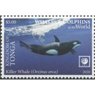 Killer Whale (Orcinus orca) - Polynesia / Tonga 2020 - 5