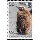 King Penguin - British Antarctic Territory 2018 - 50