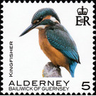 Kingfisher - Alderney 2020 - 5