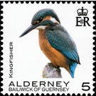 Kingfisher - Alderney 2020 - 5