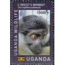 L'Hoest's Monkey (Allochrocebus lhoesti) - East Africa / Uganda 2017