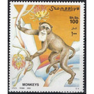 L'Hoest's monkey (Cercopithecus lhoesti) - East Africa / Somalia 2002