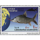 Labeobarbus acutirostris - East Africa / Ethiopia 2017 - 1