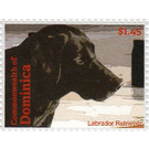 Labrador Retriever (Canis lupus familiaris) - Caribbean / Dominica 2013 - 1.45