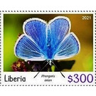 Large blue (Phengaris arion) - West Africa / Liberia 2021