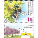 Large Earth Bumble Bee (Bombus terrestris) - Israel 2020 - 4.10