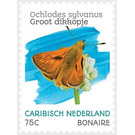 Large Skipper (Ochlodes sylvanus) - Caribbean / Bonaire 2020 - 75