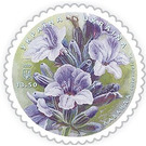 Lavender (Lavandula sp) - Ukraine 2020 - 13.50