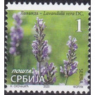 Lavender (Lavandula vera DC) - Serbia 2020 - 1