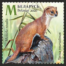 Least Weasel (Mustela nivalis) in Summer - Belarus 2020