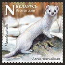 Least Weasel (Mustela nivalis) in Winter - Belarus 2020