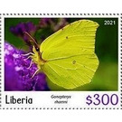 Lemon tree (Gonepteryx rhamni) - West Africa / Liberia 2021