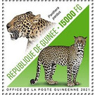 Leopard (Panthera pardus) - West Africa / Guinea 2021