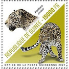 Leopard (Panthera pardus) - West Africa / Guinea 2021