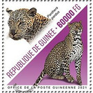 Leopard (Panthera pardus) - West Africa / Guinea 2021