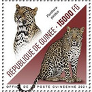 Leopard (Panthera pardus) - West Africa / Guinea 2021