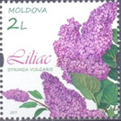 Lilac - Moldova 2019 - 2