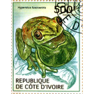 Lime Reed Frog (Hyperolius fusciventris) - West Africa / Ivory Coast 2014 - 500