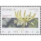 Limestone Lily - Ornithoglossum calcicola - South Africa / Namibia 2017